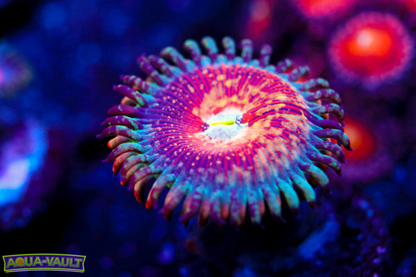 White Zombie Zoa