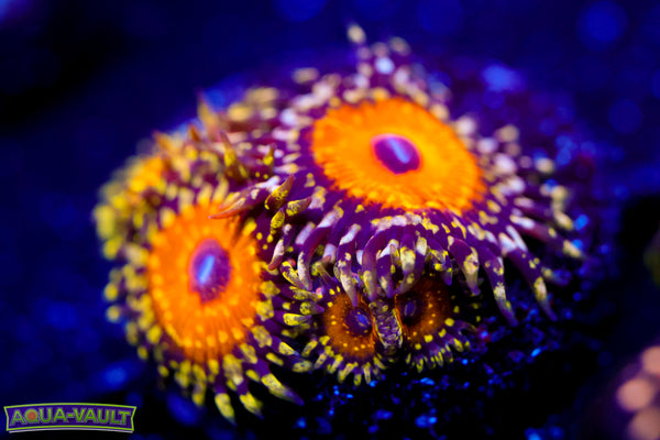 God Beast Zoa