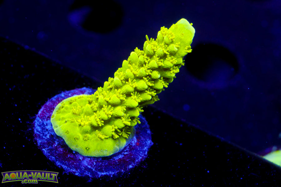Bali Green Slimer  Acro