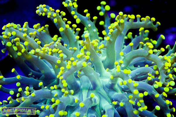 Yellow Frogspawn