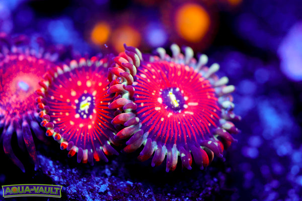 Salted Agave Zoa