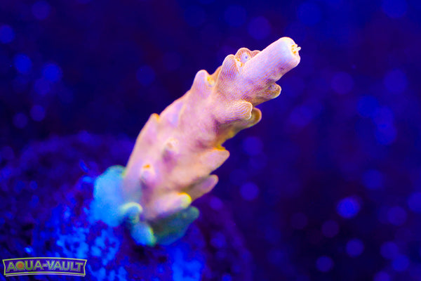 CB Golden Jawdropper Acro