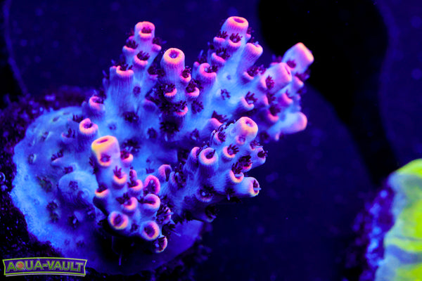 TSA Fruity Splice Acro (Red Side)