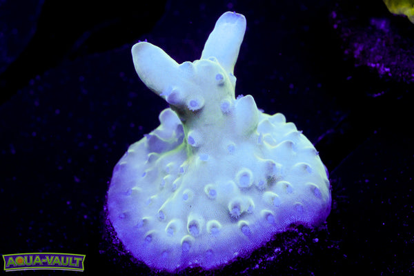 Raising Reef Blue Thunder Acro