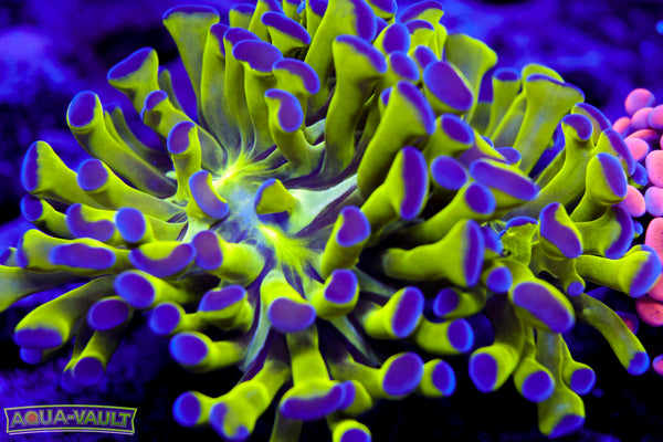 Purple Tip Branching Hammer