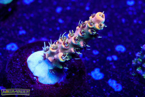 Raising Reef Prismatic Milli