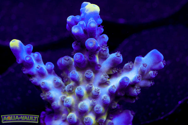 Nick's Purple Passion Acro