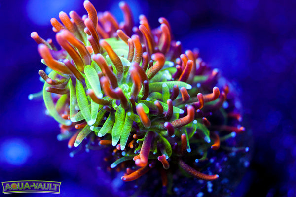 Marigold Galaxea