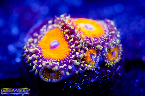 God Beast Zoa