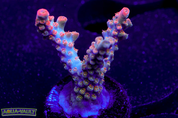 BC Frankenberry V2 Acro