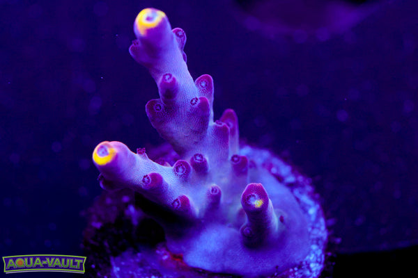 JF Foxflame Acro