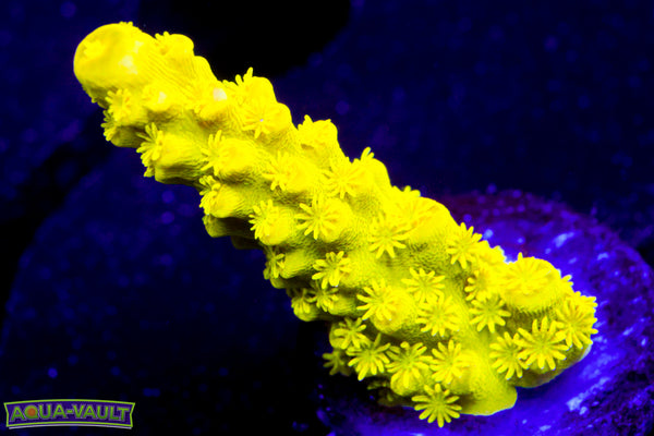 Nucular Slimer  Acro