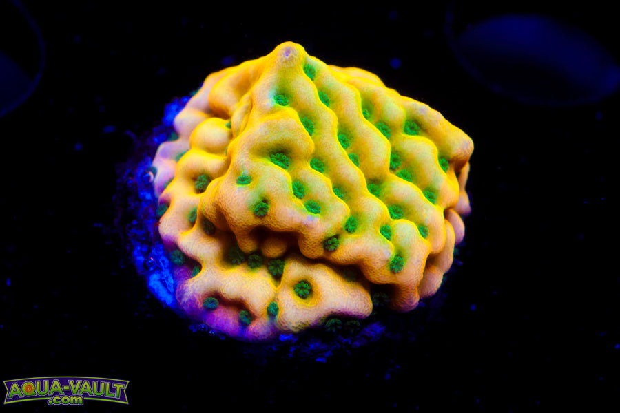 WWC Kung Pao Monti