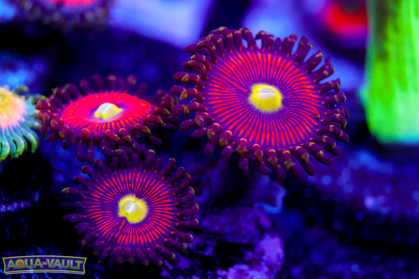 Powerball Zoa