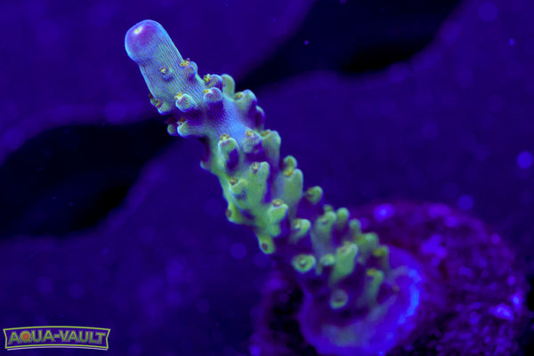 Tricolor Valida Acro