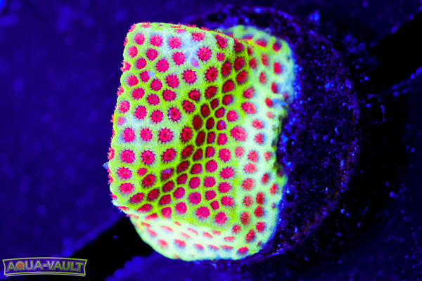 Red Eye Yellow Porites