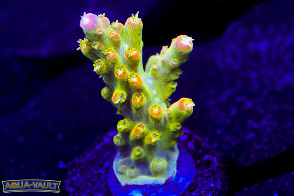 Paletta Pink Tip Acro