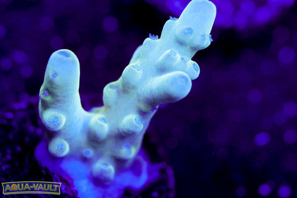 Raising Reef Blue Thunder Acro