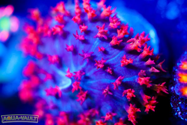 Fire Bounce St. Thomas Mushroom