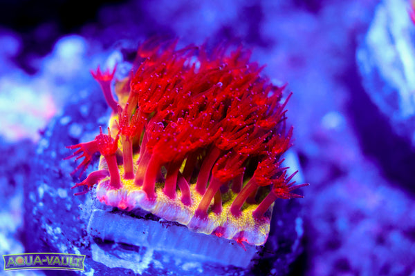 JF Burning Banana Stylocoeniella