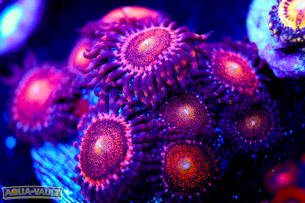 Glitter Zoa Colony