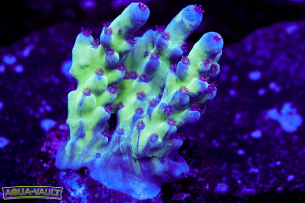 RRC Shazam Acro