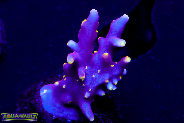 WWC Little Red Ferrari Acro