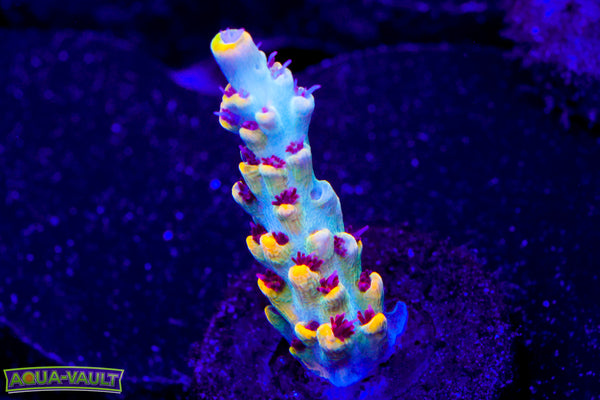 RMF Tiger's Blood Acro