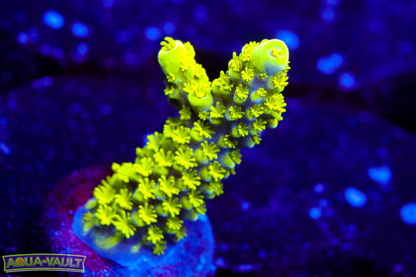 Bali Green Slimer  Acro