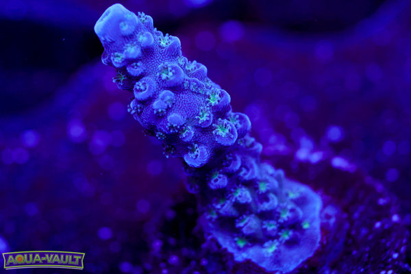 TSA Blue Slimer Acro