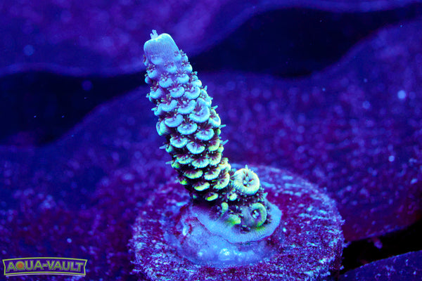 Rasing Reef Blue Flame Milli