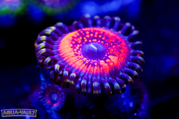 Armor of God Zoa