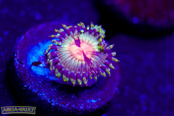 JF Bloodshot Zoa