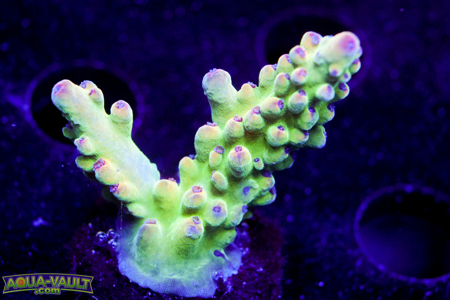 RMF Red Gecko Acro