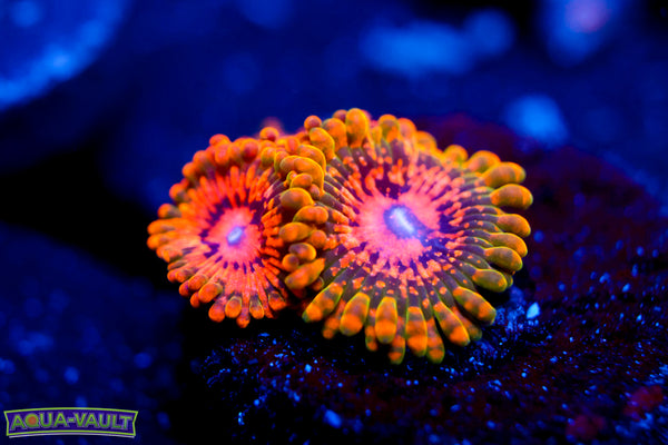 Grand Master Krak Zoa
