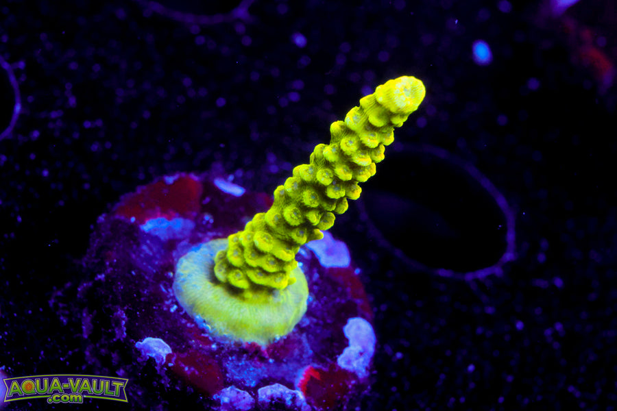 Raising Reef Sunrise Milli  Acro