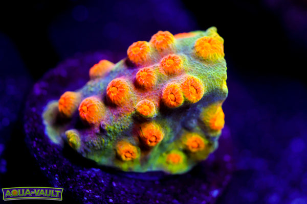 Firestorm Cyphastrea