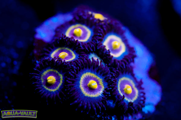 UC Shapeshifter Zoa