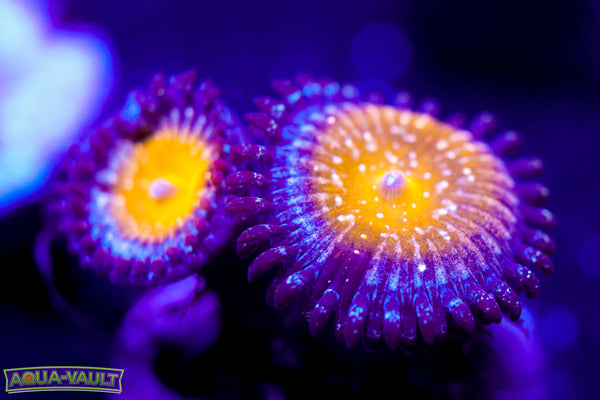 Frozen Apple Zoa