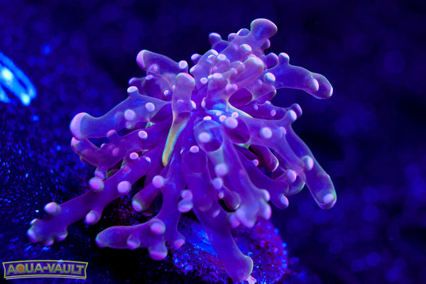 Baby Purple Octospawn