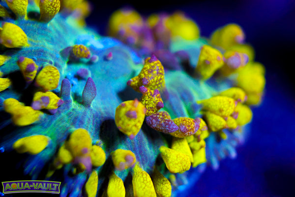 Mutant Bubble Bounce Mushroom