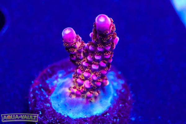PC Rainbow Acro