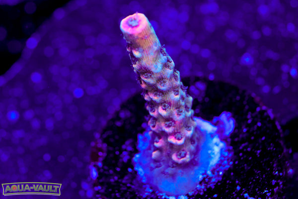 CC Kraken Milli