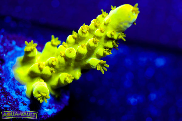 CV Green Lantern Stag Acro