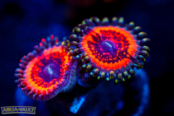 Armor of God Zoa