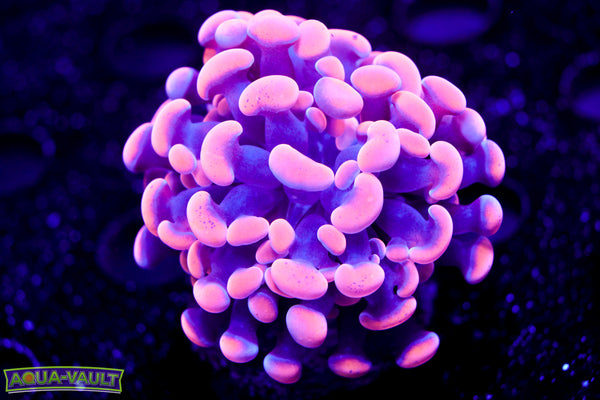 Purple Queen Branching Hammer