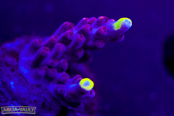 JF Foxflame Acro