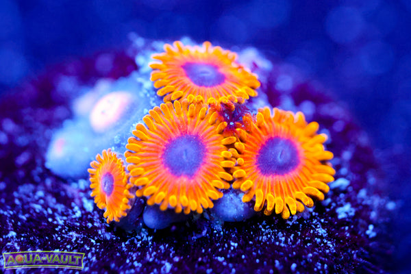 Great Owls Zoa