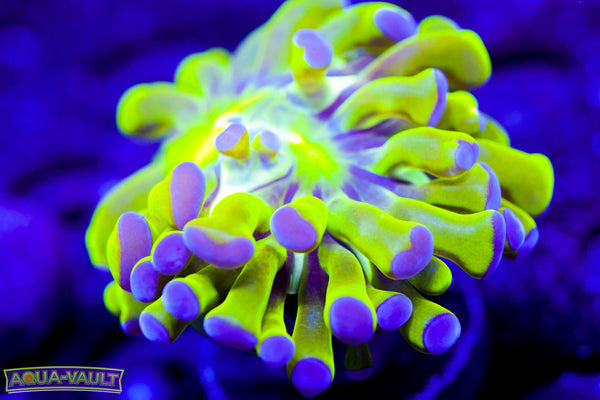 Purple Tip Green Hammer