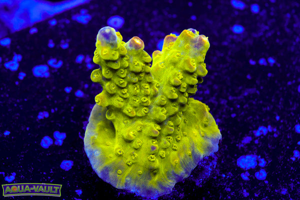 Paletta Pink Tip Acro